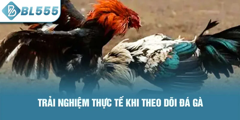 Trải nghiệm thực tế khi theo dõi đá gà